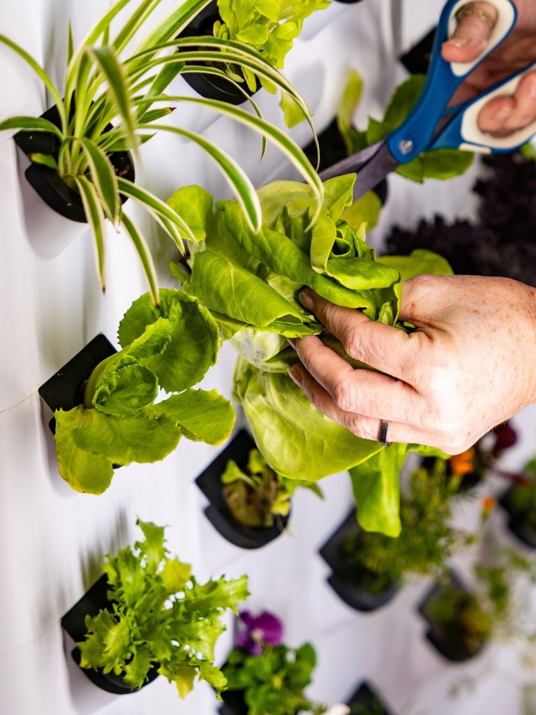 Système de culture hydroponiqu - Farming Zone avis et prix