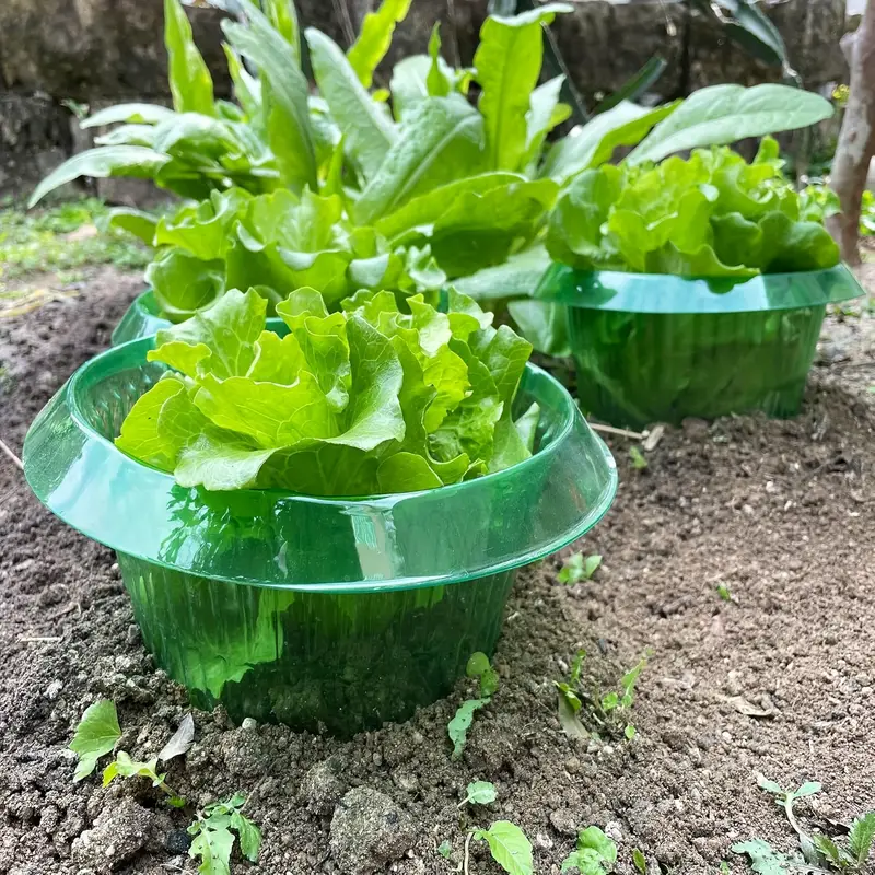 Plantes limace Protection anne - Vegetable Transplanter avis et prix