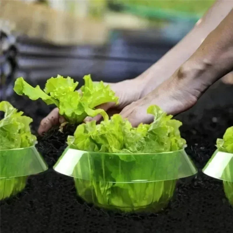 Plantes limace Protection anne - Vegetable Transplanter avis et prix