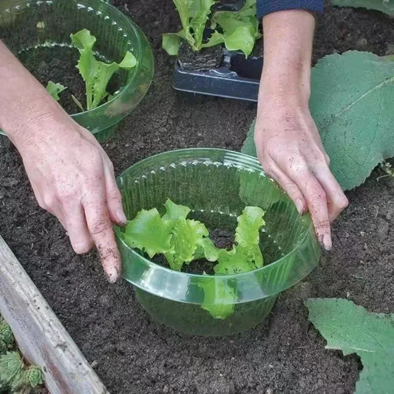 Plantes limace Protection anne - Vegetable Transplanter avis et prix