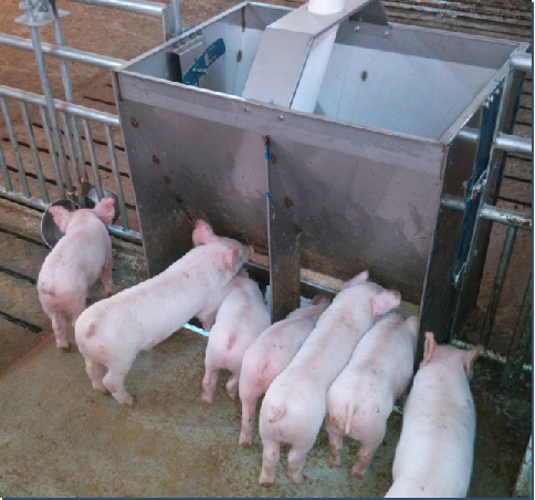Mangeoire double face en acier - Agriculture Farming Livestock avis et prix