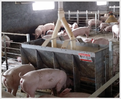 Mangeoire double face en acier - Agriculture Farming Livestock avis et prix